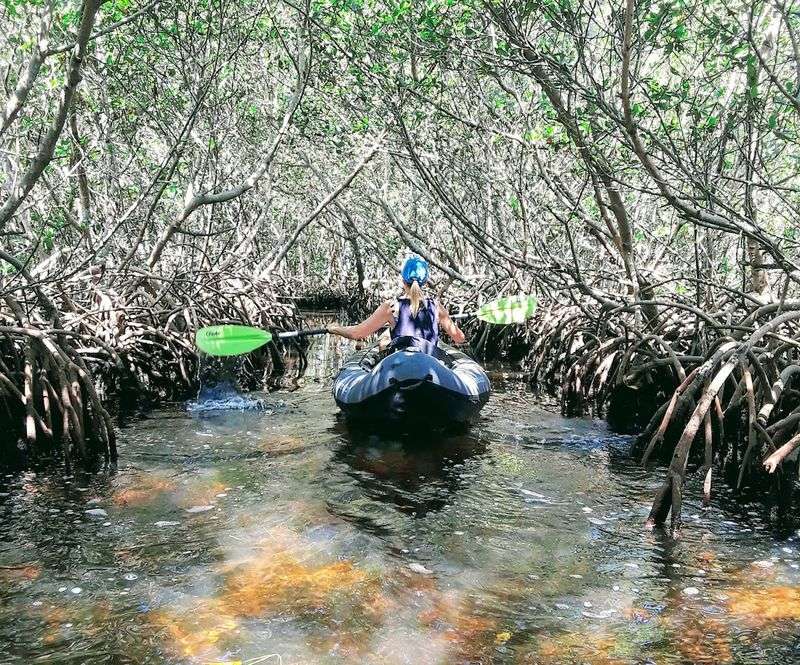 Kayaking Through A Magical Mangrove Tunnel
