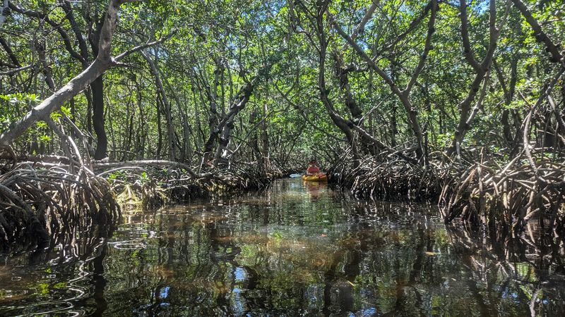 Kayaking Through the Mangrove Forests