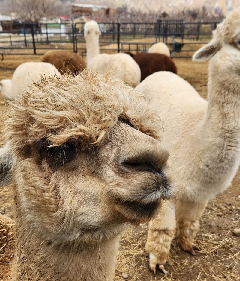 Learning About Alpaca Fiber and Its Amazing Properties Learning About Alpaca Fiber and Its Amazing Properties