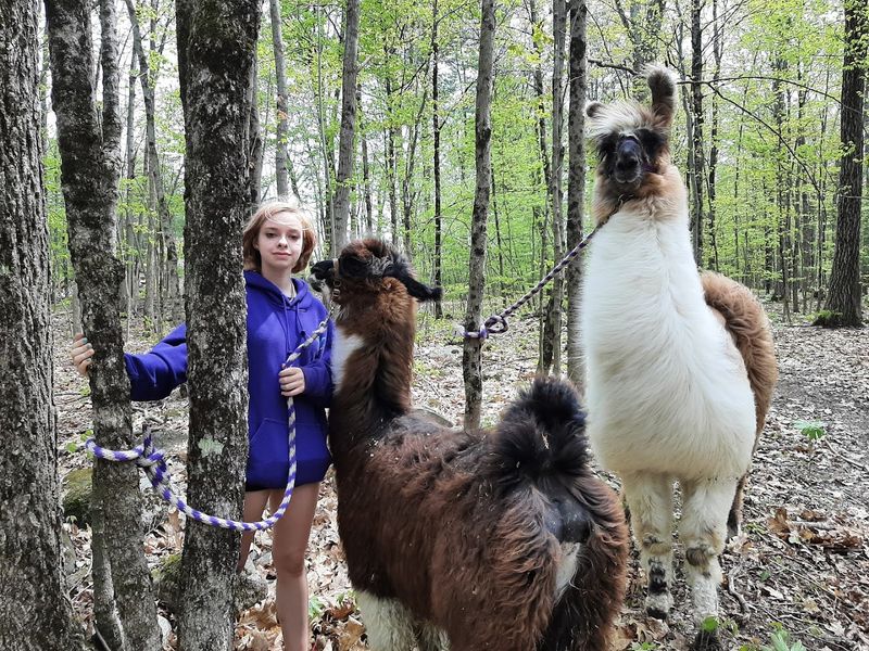 Learning About Llamas, Environmental Farming, and Animal Behavior