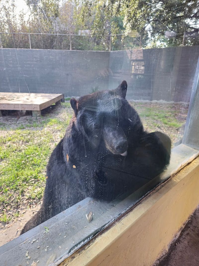 Lions, Bears, and Big Animal Exhibits