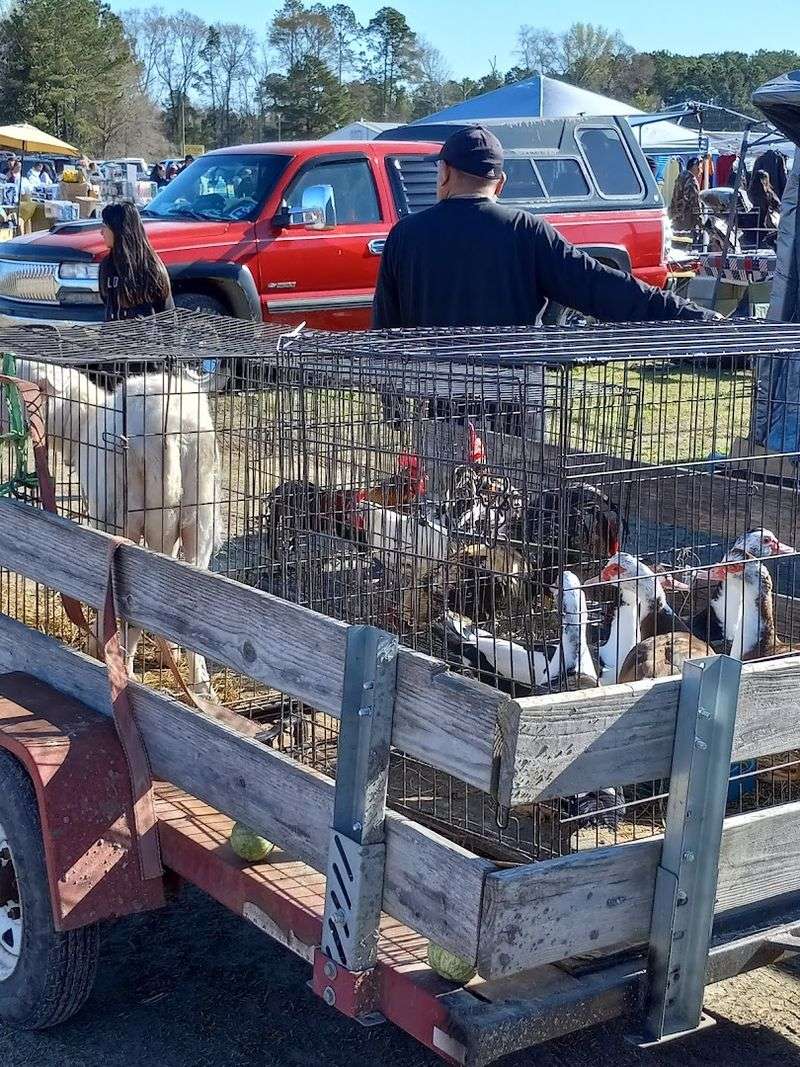 Live Animals and Farm Goods