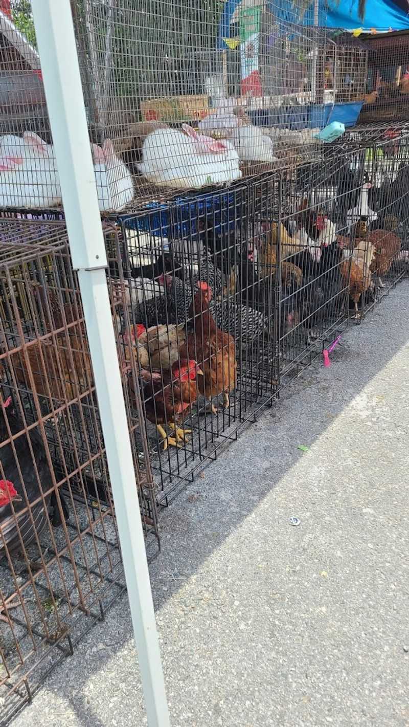 Live Birds and Animals That Delight the Whole Family