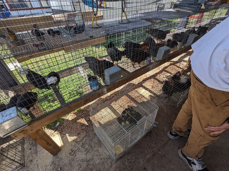 Live Chickens and Farm Animals
