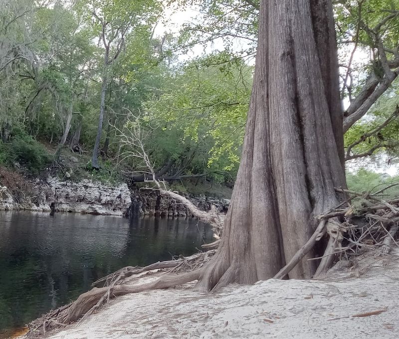 Live Oak - Florida