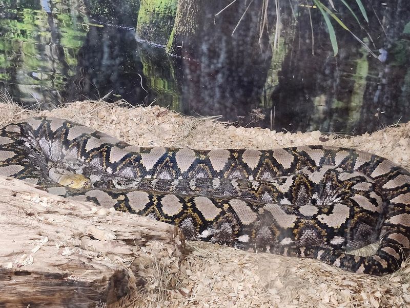 Live Reptile Exhibits That Wow Visitors