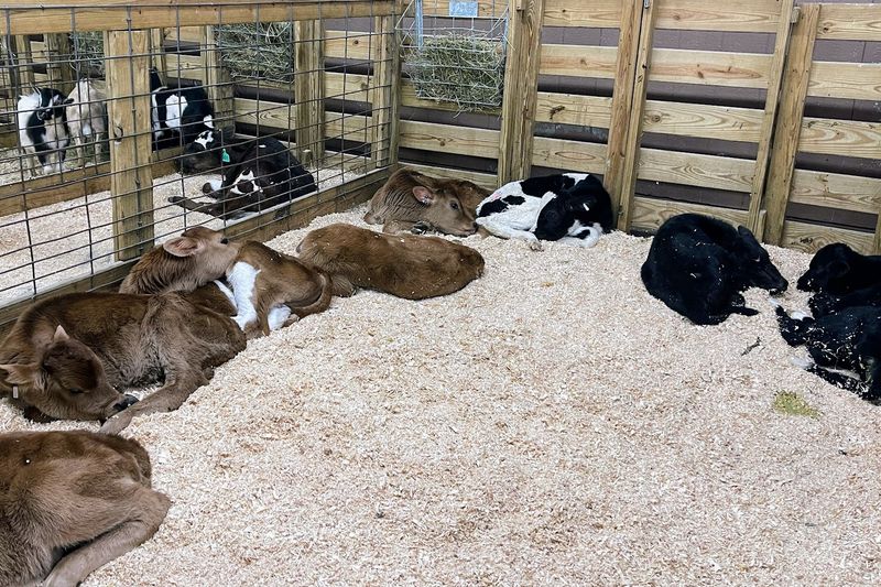 Livestock and Animals at the Red Roof Barn