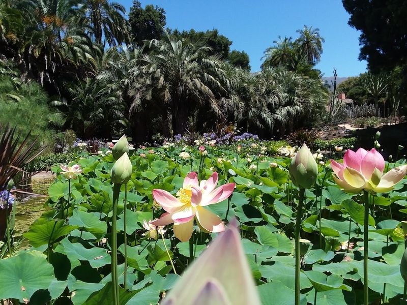 Lotusland Rivals the Best Botanical Gardens in America