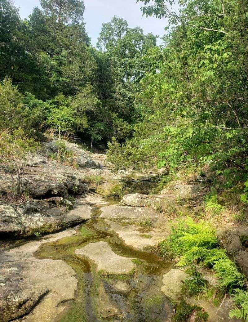 Lush Ferns and Tiny Frogs Along the Riverbeds