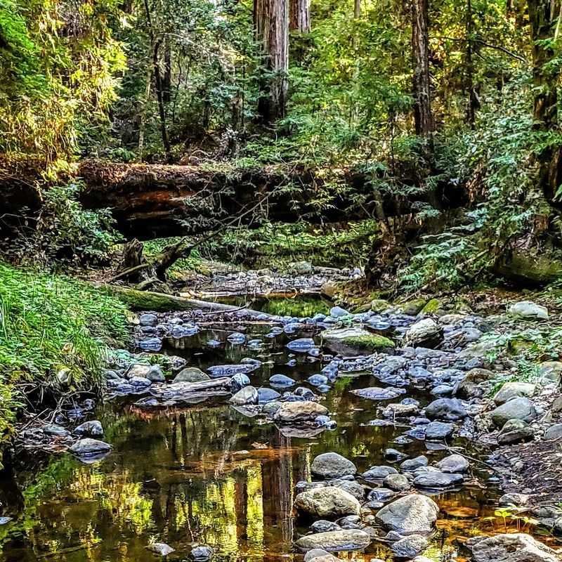 Lush Forest Beauty in Every Season