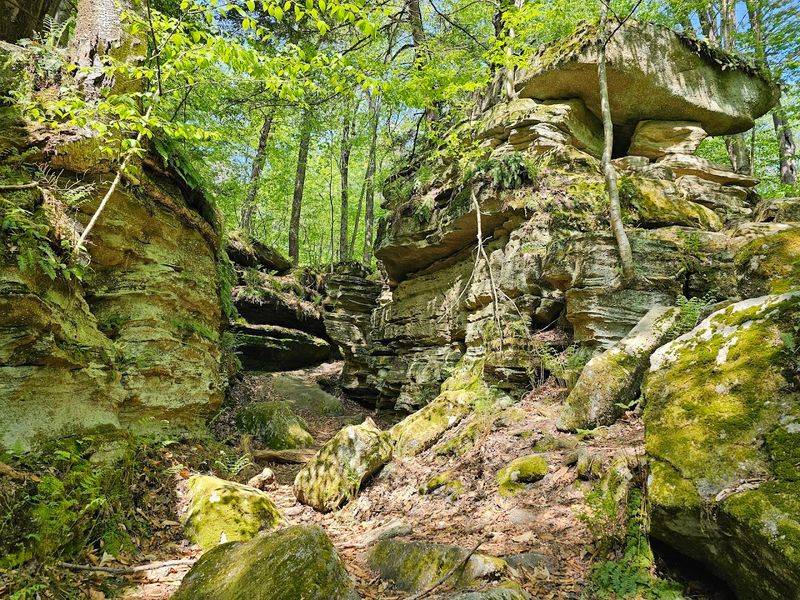 Lush Moss-Covered Scenery Straight Out of a Fairy Tale