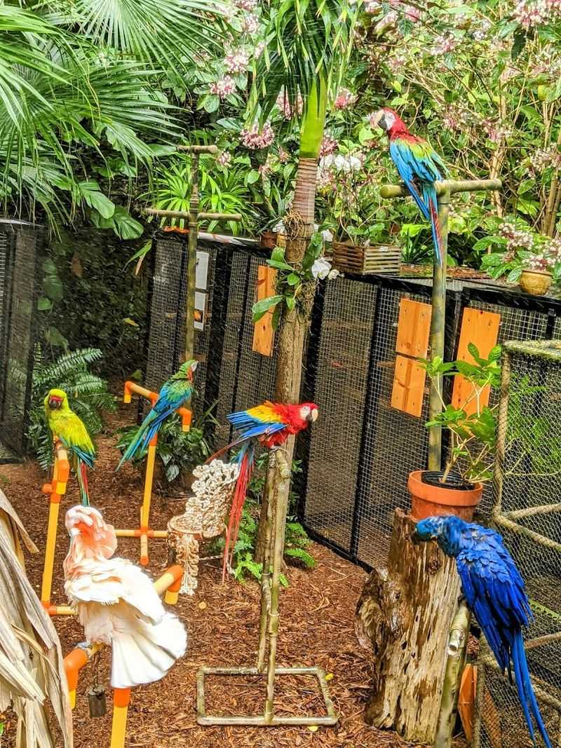 Macaws That Steal the Show Every Single Time