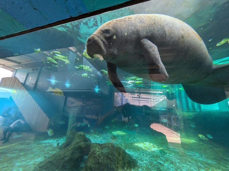 Manatee Encounter at the Mammal Center Manatee Encounter at the Mammal Center
