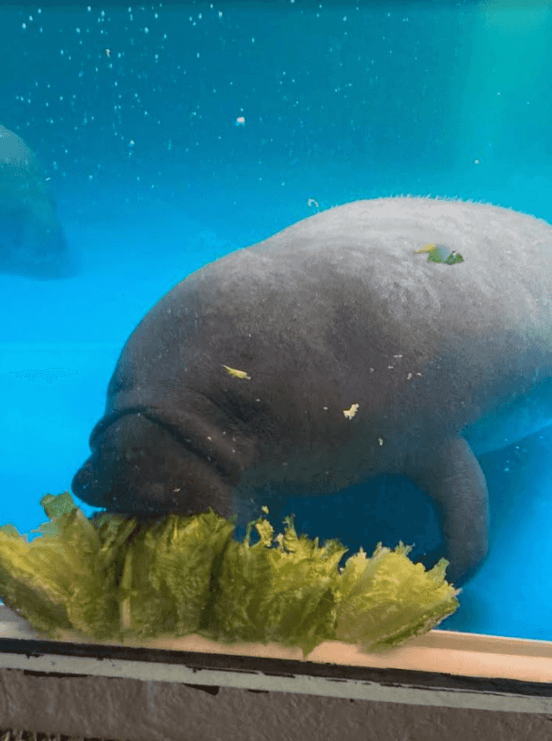 Manatee Rehabilitation Viewing Area