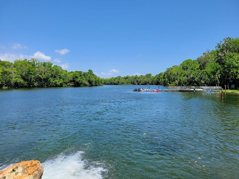 Manatee and Wildlife Sightings That Will Take Your Breath Away