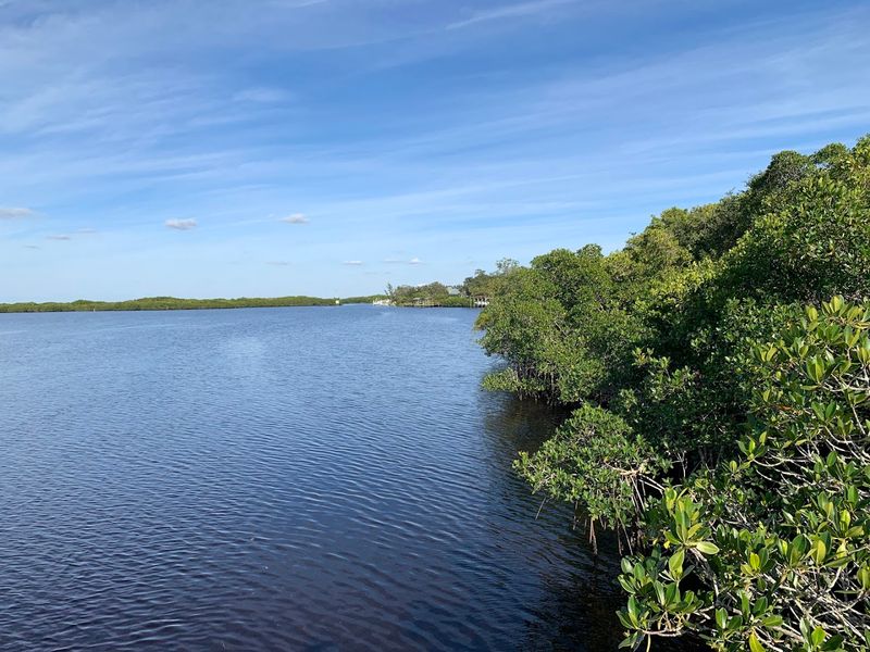 Mangroves and Wildlife That Remind You Florida Is Pure Magic