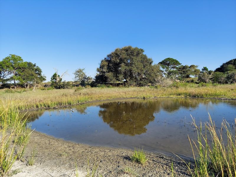 Maritime Forest Magic: The Lush Landscape Behind the Dunes