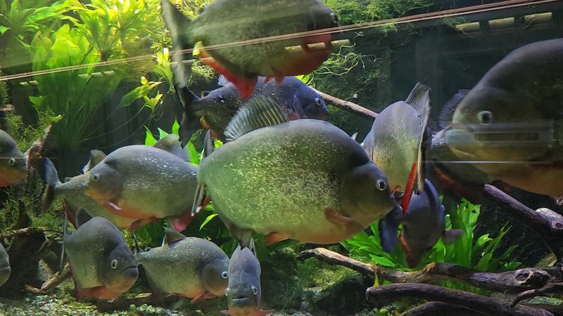 Massive Gar Fish Collection Unlike Anywhere Else