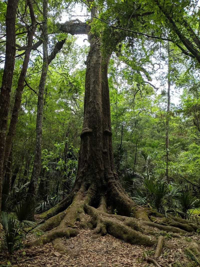 Massive Trees That Leave You Speechless Massive Trees That Leave You Speechless