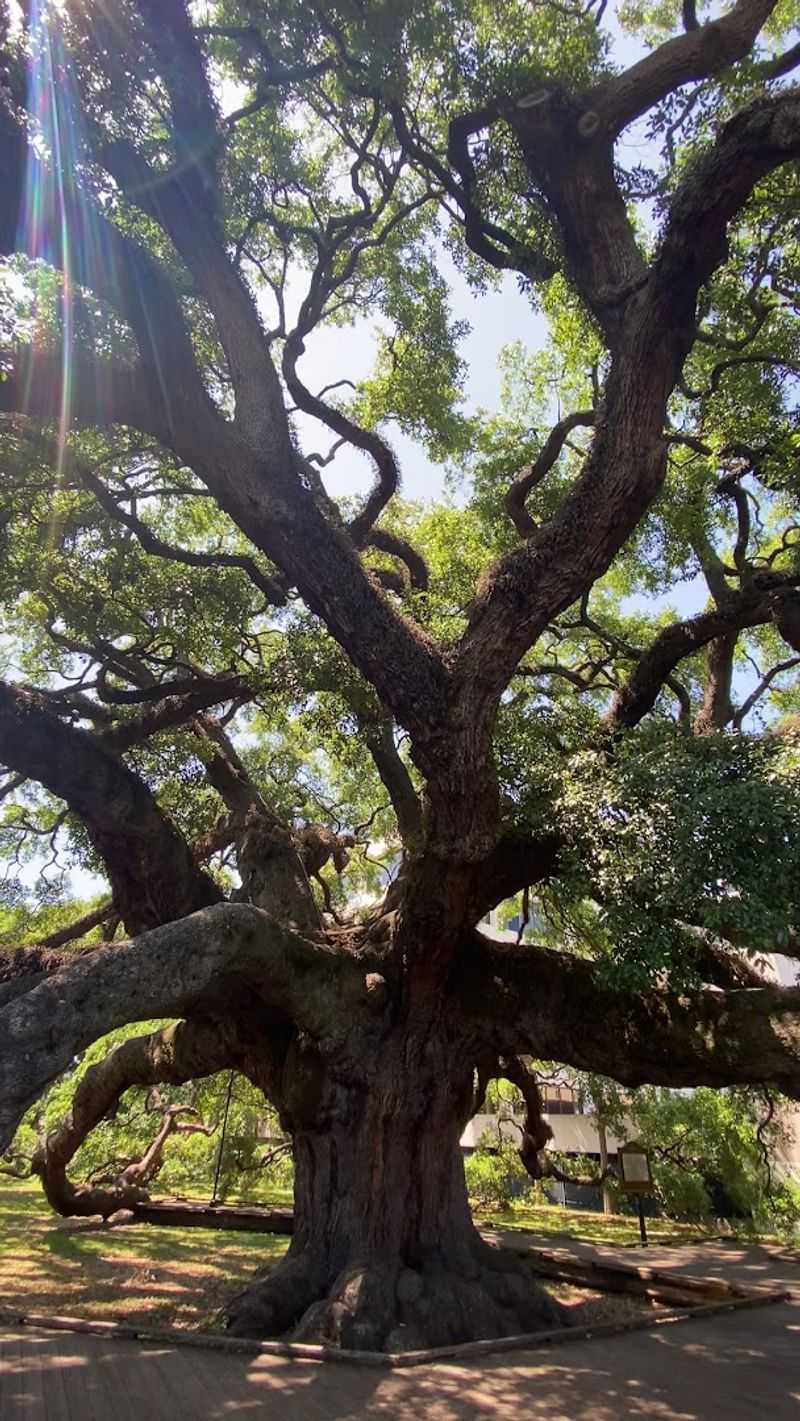 Massive Trunk and Wild, Twisting Branches Massive Trunk and Wild, Twisting Branches