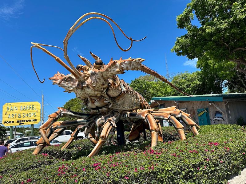 Meet Betsy: The World's Largest Florida Lobster