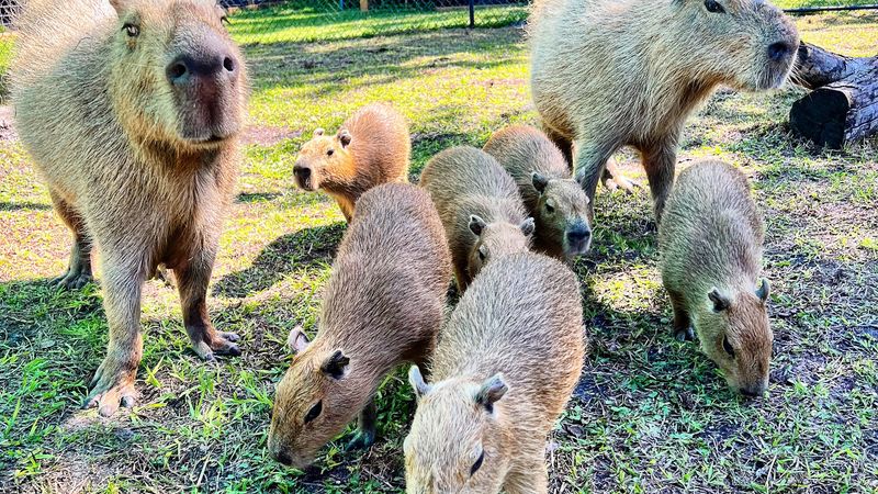 Meet the Capybaras: The World's Largest Rodents Up Close