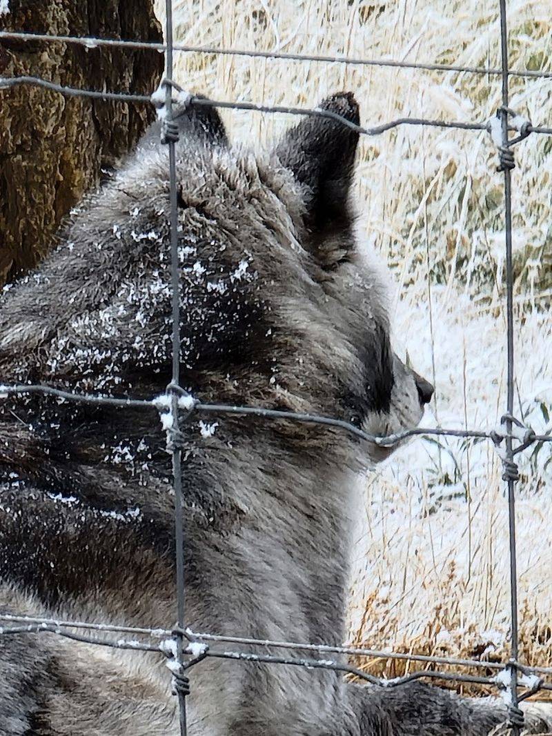 Meet the Foxes and Coyotes Too