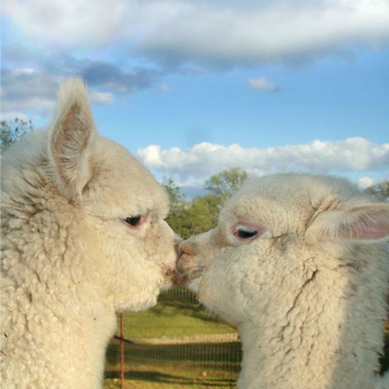 Meet the Stars of the Show: The Alpacas Themselves