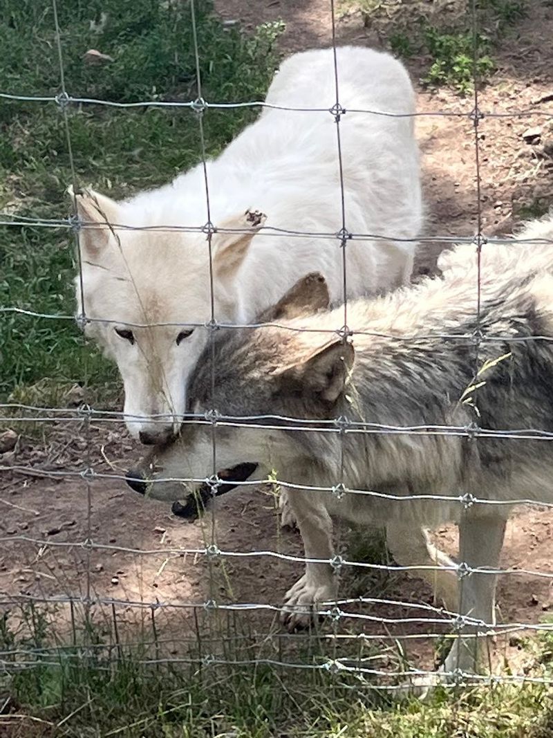 Meet the Wolves: Resident Stars of the Sanctuary