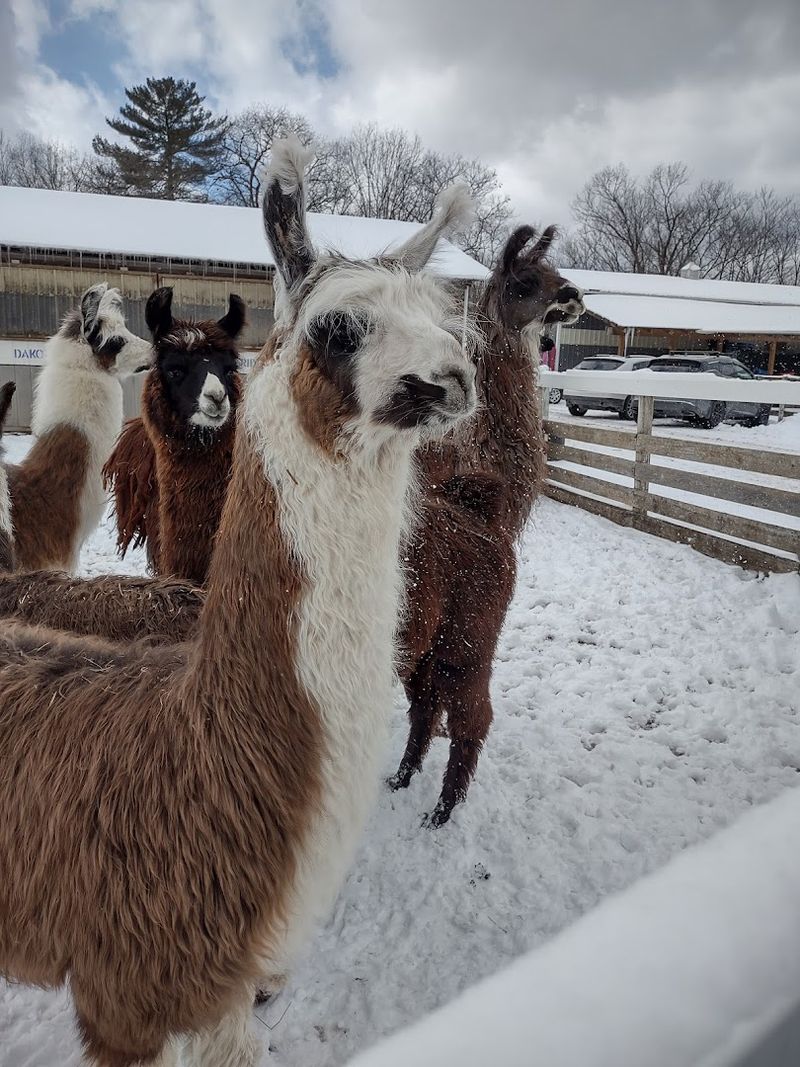 Meeting Llamas With Their Own Unique Personalities