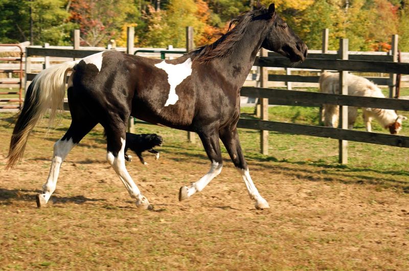 Meeting the Other Farm Animals — Horses, Cats, and More