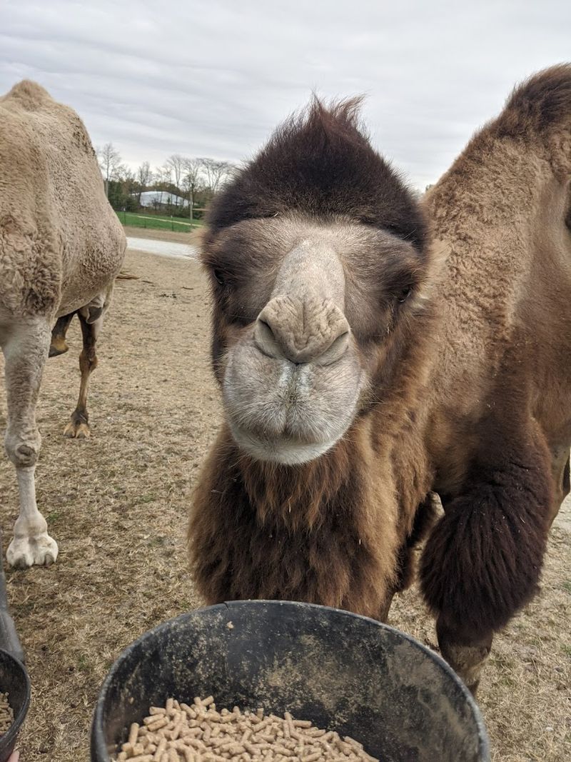 Meeting the Star Animal Residents