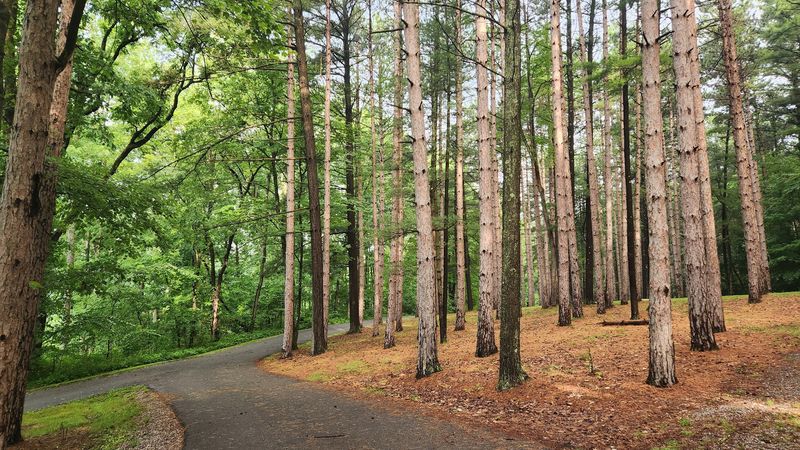 Miles of Hiking Trails Through Stunning Forest Miles of Hiking Trails Through Stunning Forest