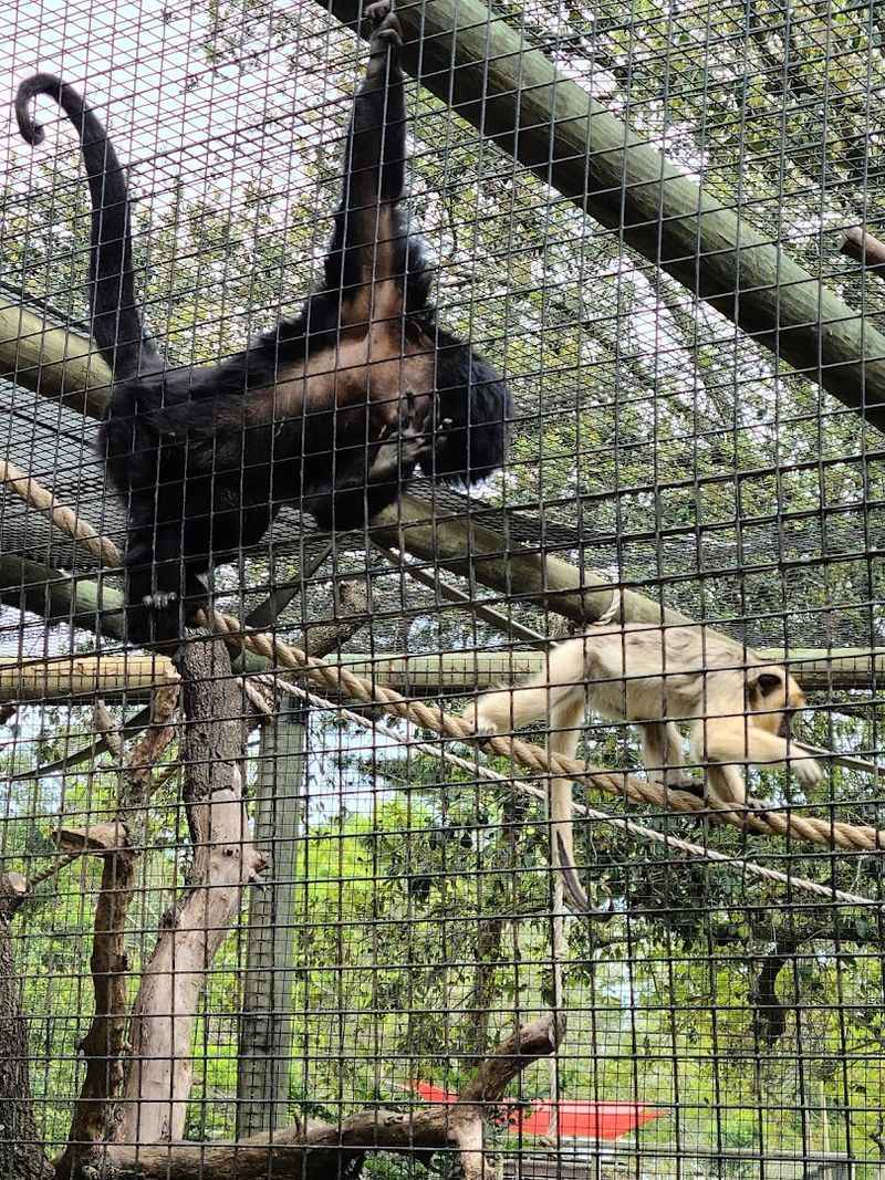 Monkeys, Lemurs, and Primate Exhibits
