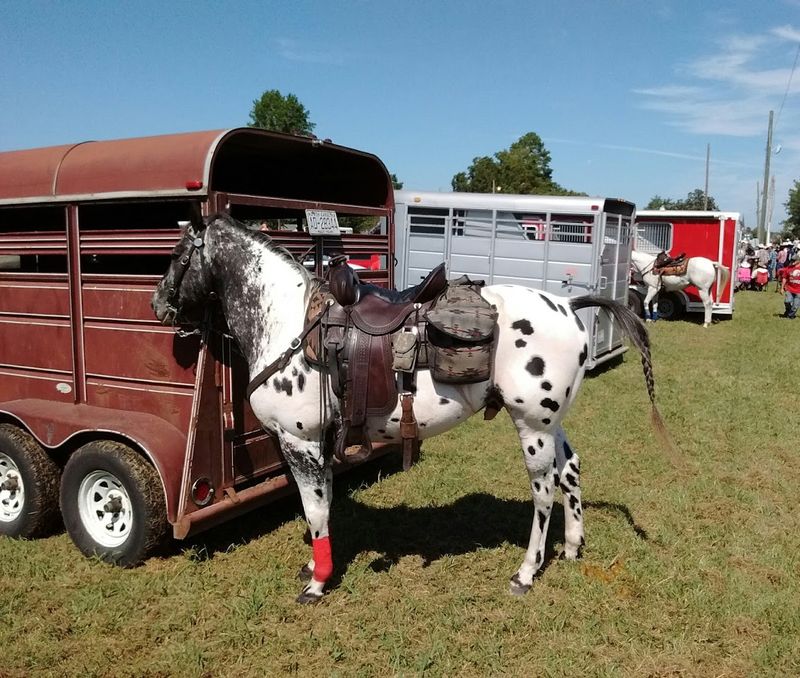 Mule Days Festival: The Celebration That Puts Benson on the Map