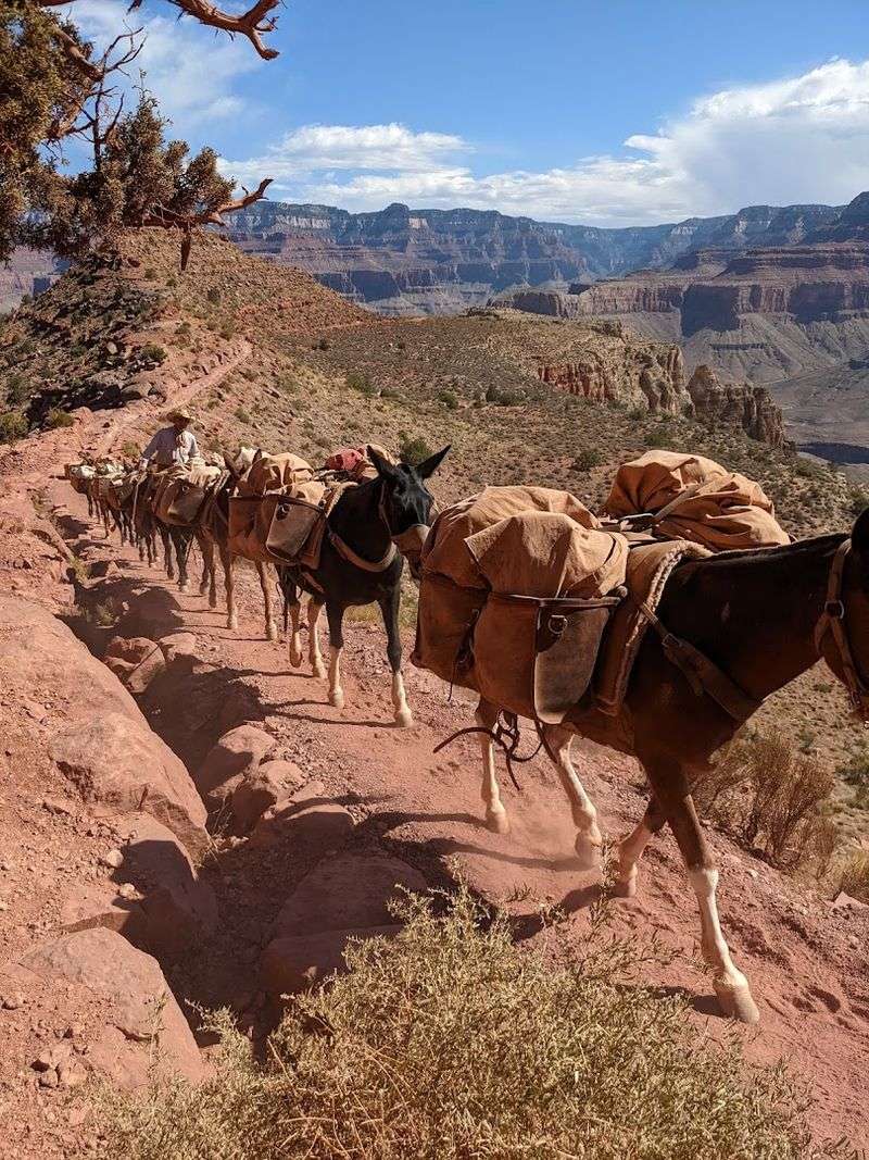 Mule Encounters: Sharing the Trail with Canyon Locals Mule Encounters: Sharing the Trail with Canyon Locals
