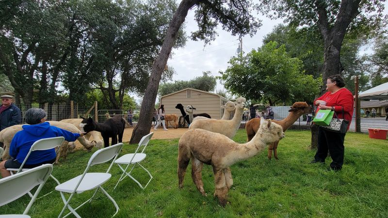 National Alpaca Farm Day Celebrations