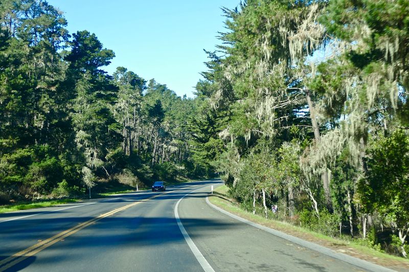 Native Monterey Pine Forests That Calm the Soul