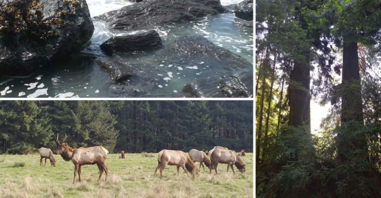 Nature Lovers Will Feel Right At Home In This Beautiful California Small Town