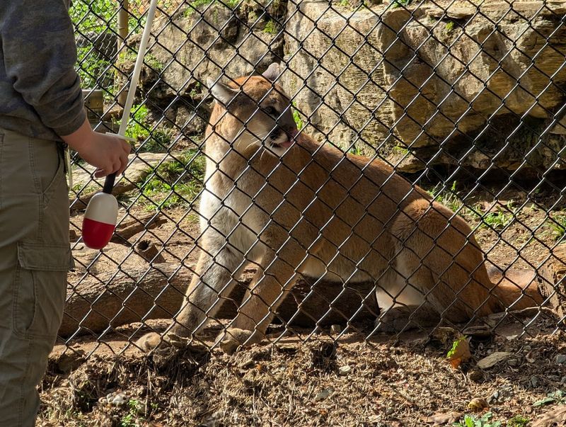 North American Wildlife You Rarely Get to See Up Close