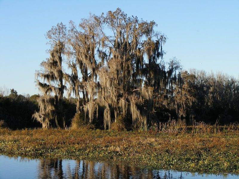 Ocala National Forest: A Natural Playground