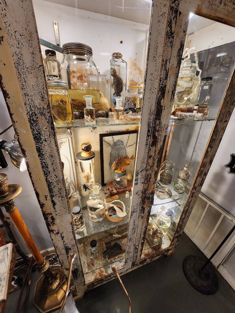 Oddities and Wet Specimens for the Boldly Curious