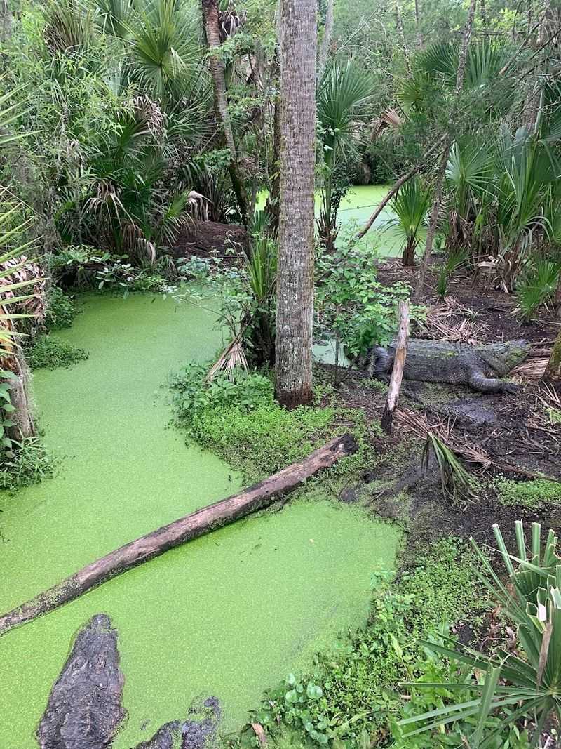 Old Florida Charm That No Theme Park Can Replicate