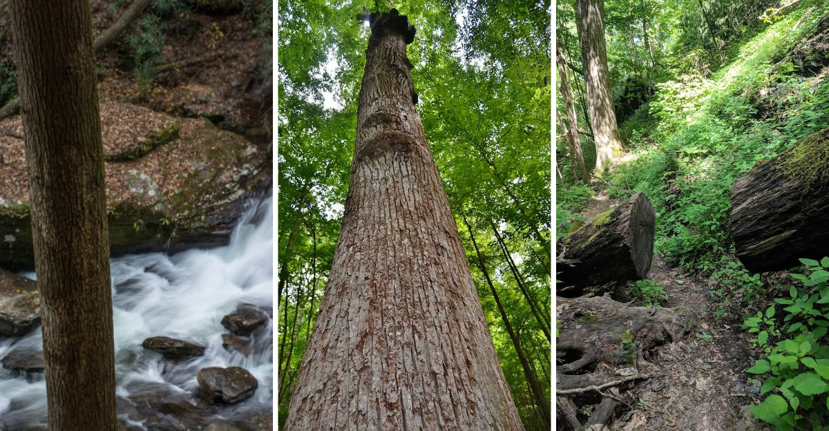 One Of The Easts Last Old Growth Forests Is Hidden Away In North Carolina
