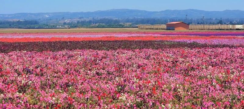 Other Worthwhile Attractions in Lompoc
