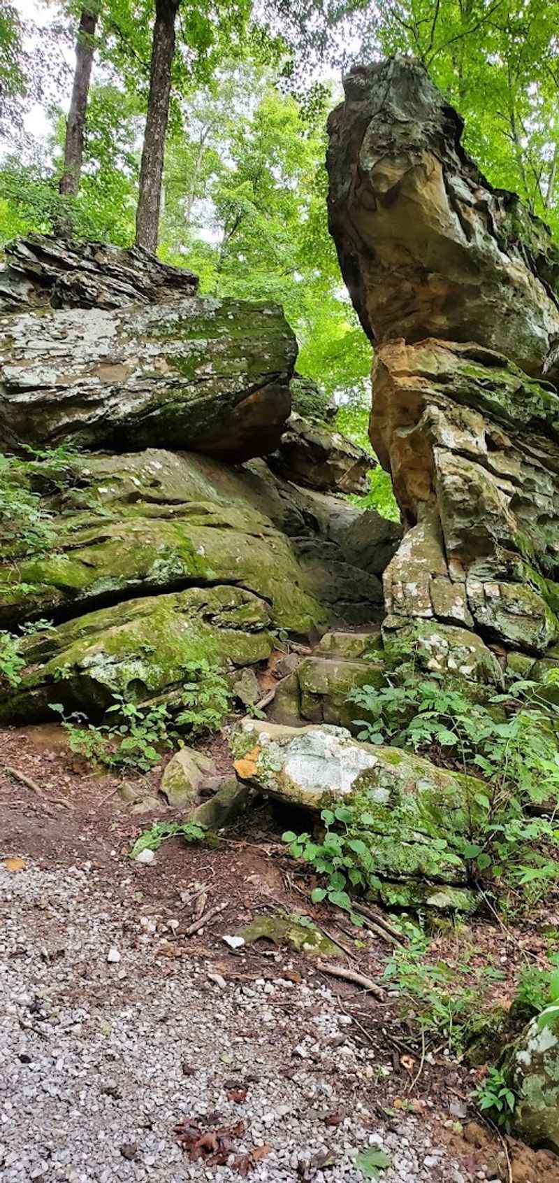 Over 4,000 Acres of Forest Perfect for Exploring Over 4,000 Acres of Forest Perfect for Exploring