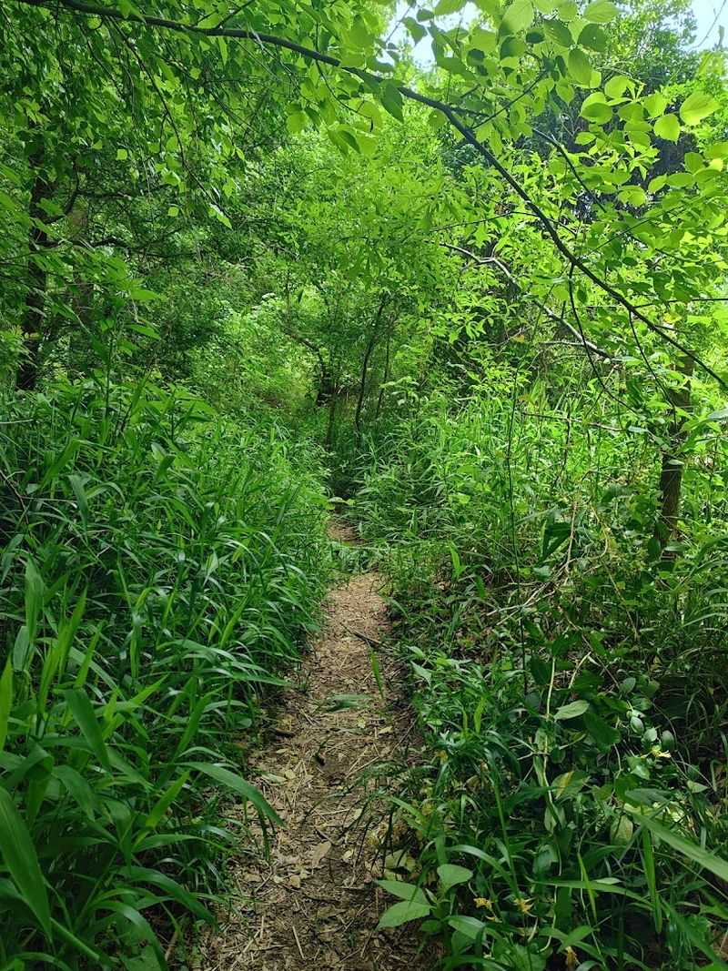 Overgrown Trails That Feel Like Ghost Paths