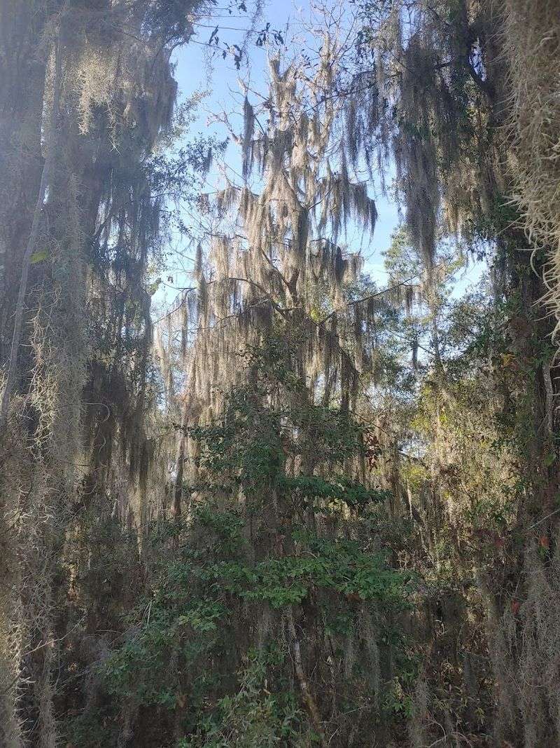 Paddling the Altamaha Bioreserve: A Kayaker's Dream