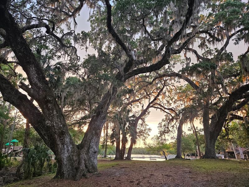 Peaceful Nature Trails Through Old-Growth Florida Landscape