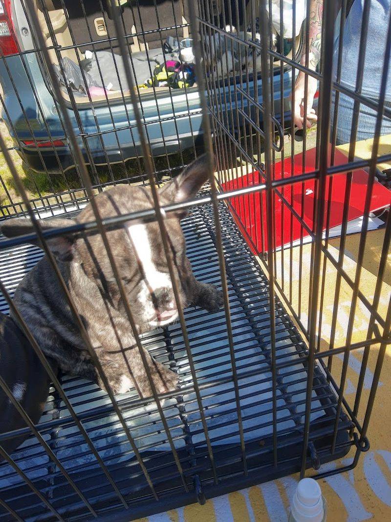 Pet Alley Is a Must-See for Animal Lovers